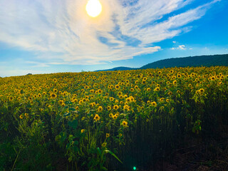 field of sunflowers