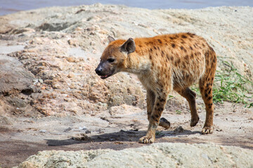 Spotted hyena