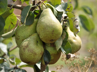 Pears ripen on the tree branch.