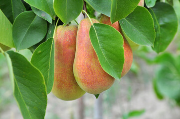 Pears ripen on the tree branch.