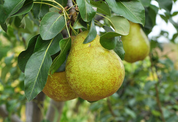 Pears ripen on the tree branch.