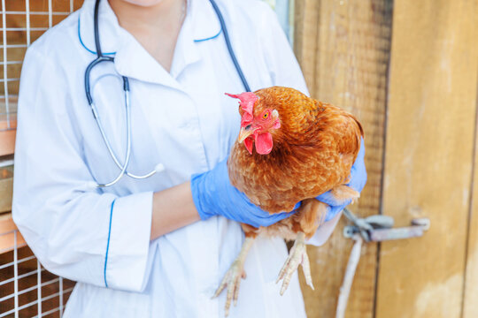 Veterinarian with stethoscope holding and examining chicken on ranch background. Hen in vet hands for check up in natural eco farm. Animal care and ecological farming concept.