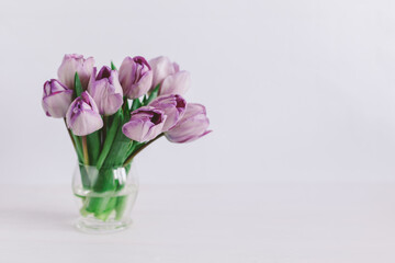 Tender violet tulips in a vase on a violet pastel background. Greeting card for Women's day.