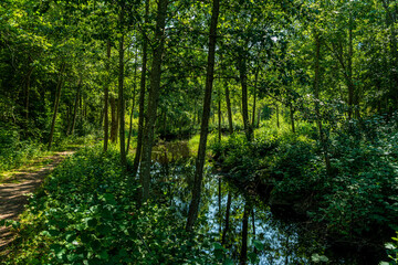 Fototapeta na wymiar Lush green walking path along a canal in Sweden