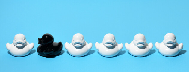 Black duck