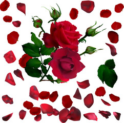 dark red rose flowers in petals on white