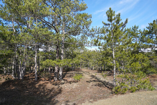 Beautiful summer forest with different trees. Natural green pine forest. Summer nature landscape.