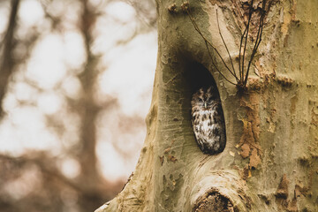 Waldkauz sitzend im Baum