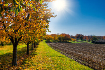 Rows of golden trees on field in autumn during harvest