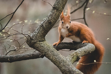 Naklejka na ściany i meble niedliches Eichhörnchen im Frühling