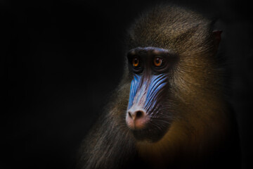 Cute golden mane and blue young female mandrill from africa