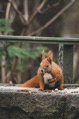 niedliches Eichhörnchen im Frühling