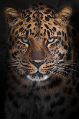 Fototapeta na wymiar Confident gaze of blue-green eyes of a powerful leopard from the dark, powerful beast
