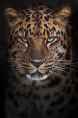Fototapeten Zuversichtlicher Blick aus blaugrünen Augen eines mächtigen Leoparden aus dem dunklen, mächtigen Tier © Mikhail Semenov