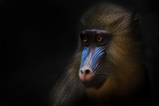 Cute golden mane and blue young female mandrill from africa - Powered by Adobe