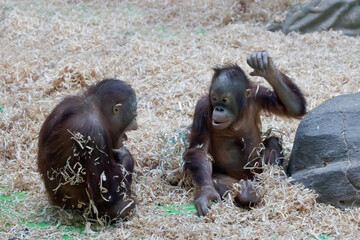 Two monkeys orangutans children communicate with each other waving their hands