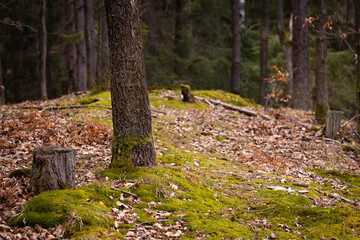 spruce forest with moss on the floor