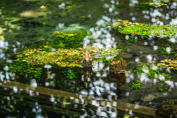 Źródła w Dłubniańskim Parku Krajobrazowym