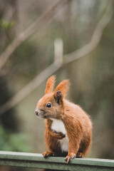 niedliches Eichhörnchen im Frühling