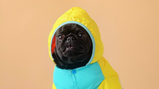Portrait cute little black pug dog wearing costume with hood looking at camera on studio background. Funny pet puppy.