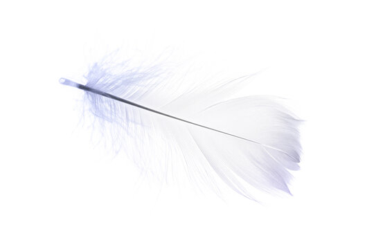 Feather texture. Nature abstract bird feather closeup isolated on white background in macro photography. Glamorous sophisticated airy artistic image on soft blurred background.
