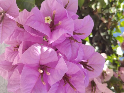 Hermosas flores de buganvilla espa&ntilde;ola