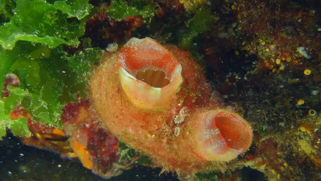 Giant pink ascidian or Red throated ascidian (Herdmania momus) filters sea water through open siphons, fish swims nearby.