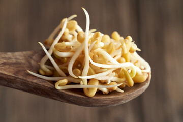 Sprouted fenugreek seeds on a wooden spoon, closeup