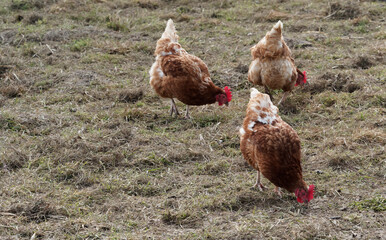 Poules Lohmann Brown au plumage roux nuancé de brun clair, tête et crêtes rose, picorant de l'herbe