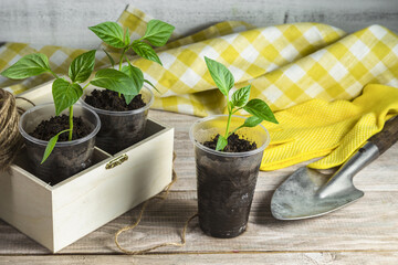 Image with sprouts of peppers.