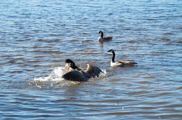 Fototapeta premium geese fight furiously on the river in early spring