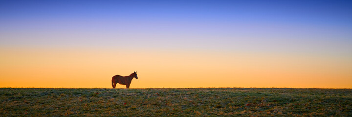 Thoroughbred horse grazing at early dawn in a field.