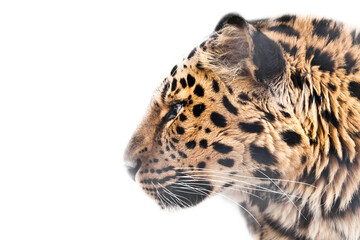 leopard in profile muzzle on a white background