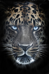 Blue eyes in the moonlight Big serious muzzle of a leopard close-up , strength and brutality