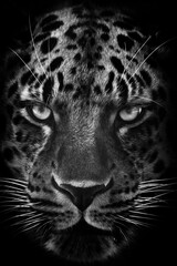 Full-frame black and white contrasting leopard