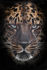 Fototapeta na wymiar Big serious muzzle of a leopard close-up , strength and brutality