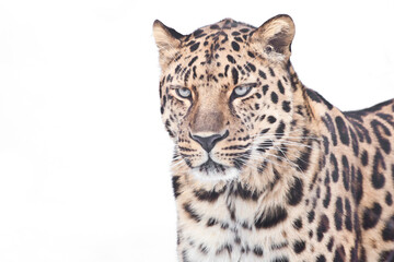 Far Eastern leopard on a white background, half a figure