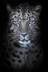 Leopard in night moonlight, blue eyes glow, discolored fur black background,  portrait