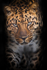 Fototapeta na wymiar Powerful leopard goes straight to look at you vertical composition