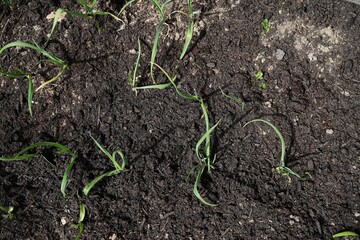  Small sapling of garlic plants on backyard garden, selective focus
