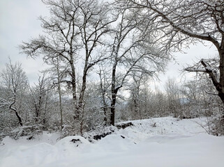 There are rime trees after the snow . There is a lot of snow on the ground and in the trees . in...