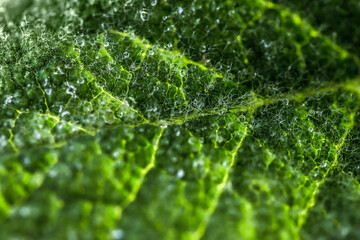 Green leave with water drops. After rain