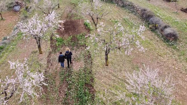 mother and son strolling through a field of almond trees recorded by drone