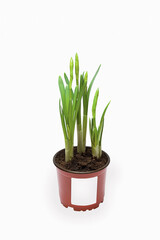 A green potted plant. Narcissus sprouts isolated on a white background.