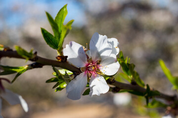 Almendros en flor