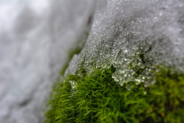 Winter in the forest. Nature are awakening and hoping for sun and warmth. A macro shot of moss...