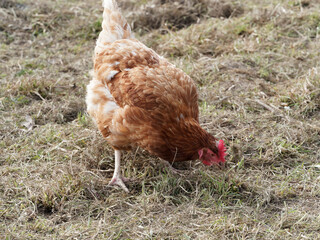 Poule Lohmann Brown au plumage roux picorant l'herbe à la recherche d'insectes