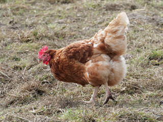 Poule Lohmann Brown au plumage roux nuancé de brun clair, tête et crête rose, globes oculaires marron et jaune moutarde au centre