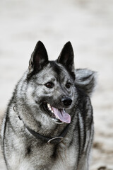 norwegian elkhound playing on the beach