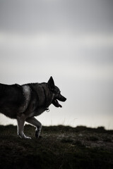 norwegian elkhound playing on the beach
